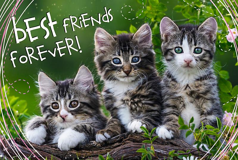 Пазл Trefl 260 деталей: Кошачья дружба (13215)