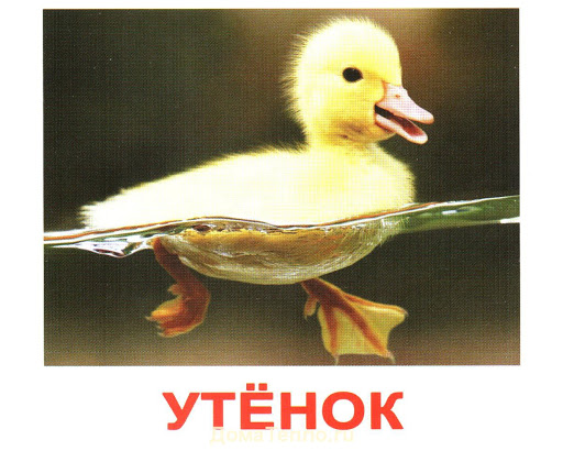 Домашние животные, мини-карточки (9х10см), с заданиями и фактами